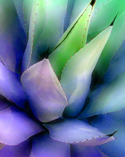 A Colorful Cactus