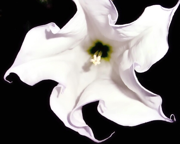 Datura