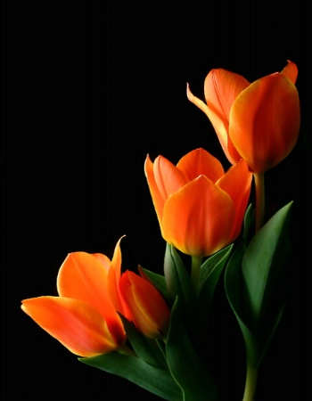 Red Yellow Tulips