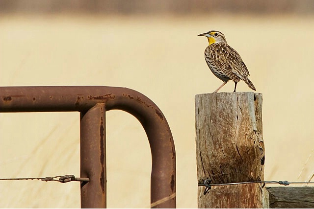 Western Meadowlark