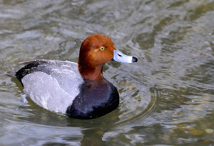 Red Headed Duck - ID: 326568 © Frederick A. Franzella