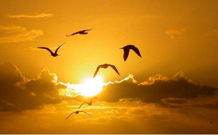 Gulls in Flight