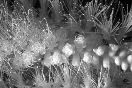 Bottlebrush  