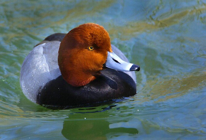 Red Headed Duck - ID: 330619 © Frederick A. Franzella