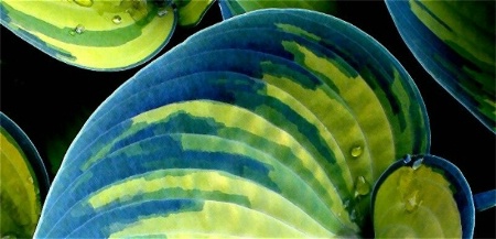 Hosta Palettes