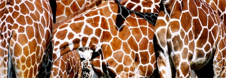 A Herd Of Brown And White Netting