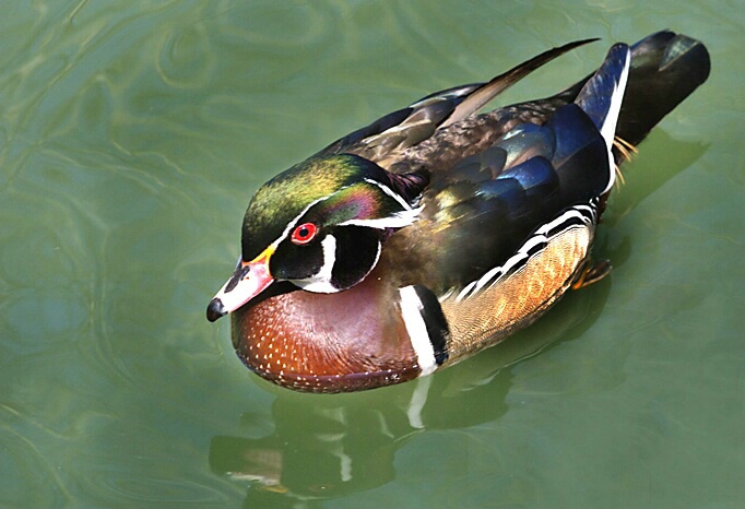 Colorful  Wood Duck - ID: 336696 © Frederick A. Franzella