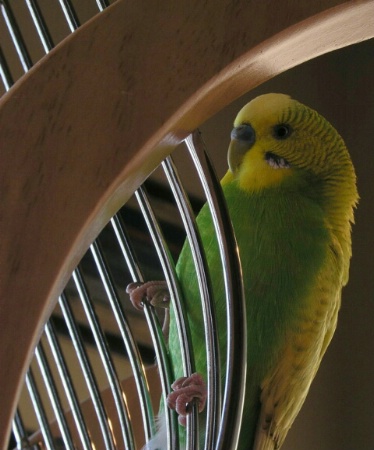 A Budgie With Style