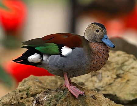 Ringed teal