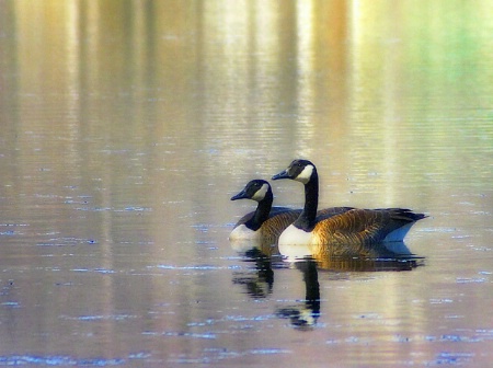 Geese at Lake Pinchot