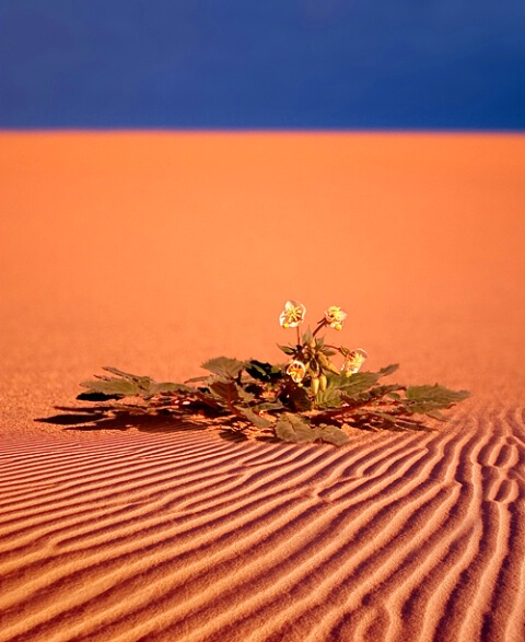 desert flowers...