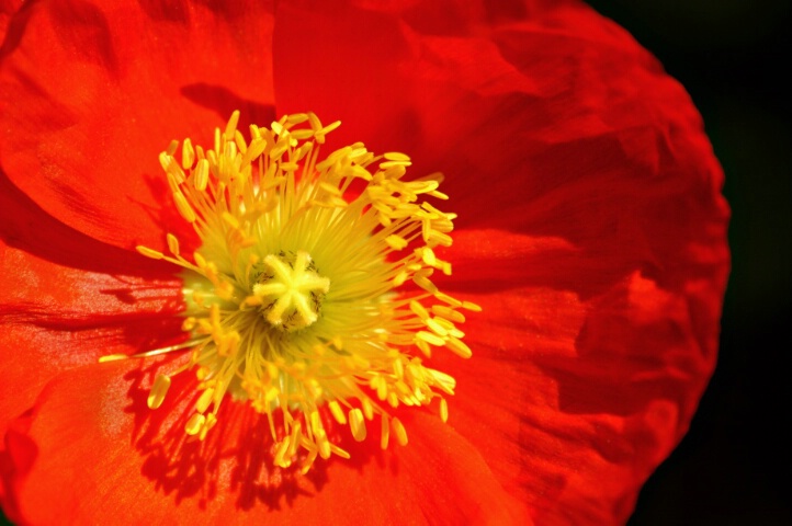 LA Red-Yellow Poppy