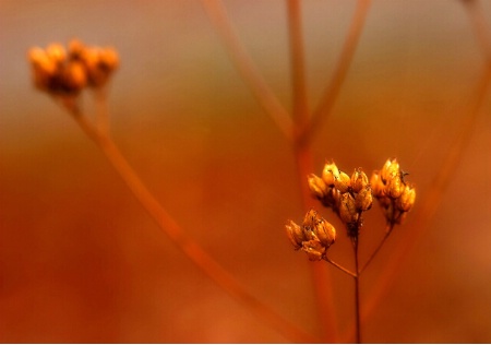 Dried Floral #3