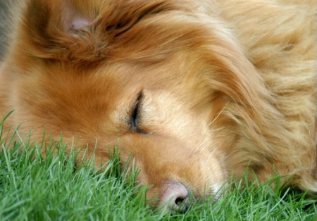 Let Sleeping Dogs...Sleep!