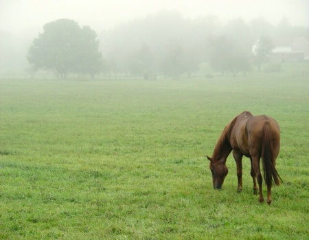 Horse in Foggy Field