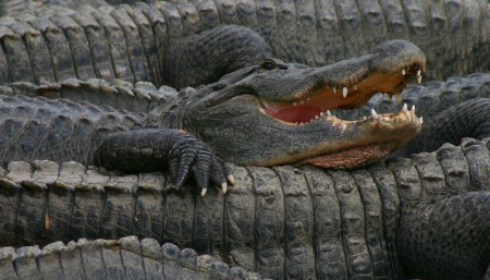 Ahh, Life is Great at the Alligator Farm