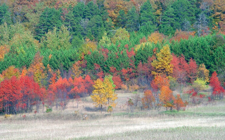 Field of Color