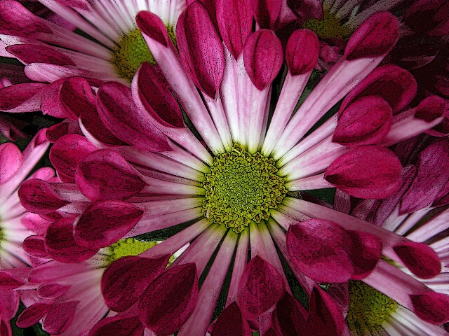 Lots of Mums!