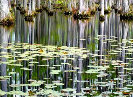 Lily Pads and Reflections
