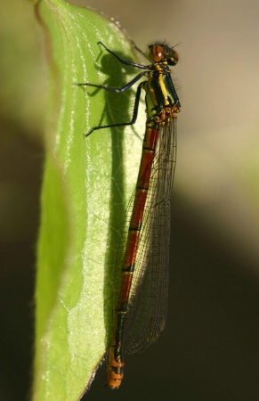 Dragonfly