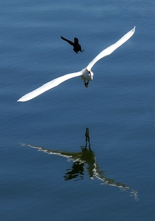 Bird Chasing