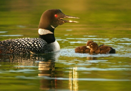 Shimmering Loon