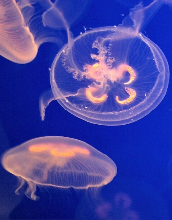 Jellyfish