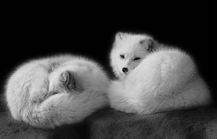 Artic Foxes