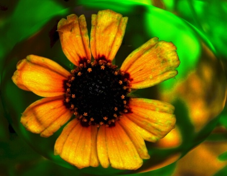 Black-Eyed Susan