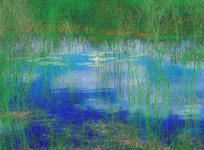 Lilly Pads and White Clouds