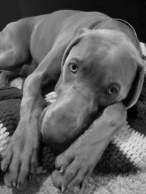 Weim