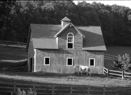 White Horse Walking