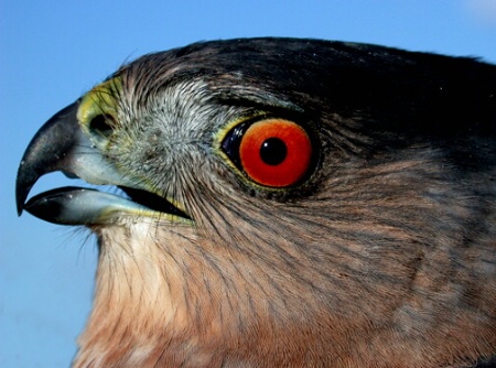 Cooper's hawk portrait