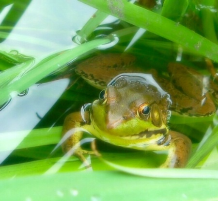 Swimming in a Pool of Green