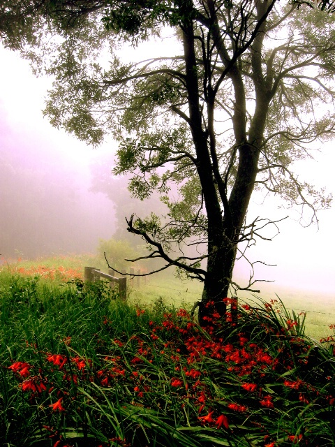 Foggy road side red