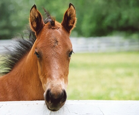 Curious Colt