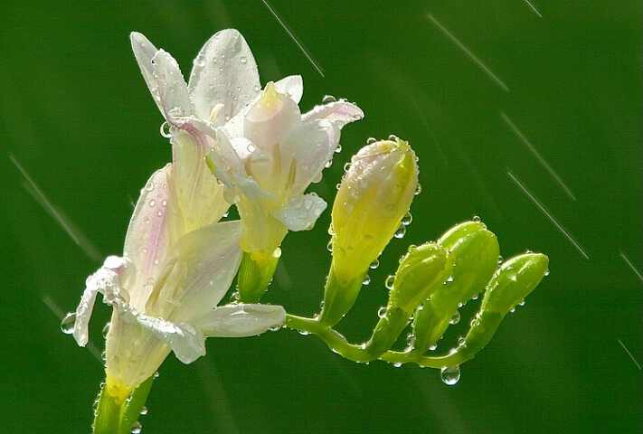 Freesia In The Rain