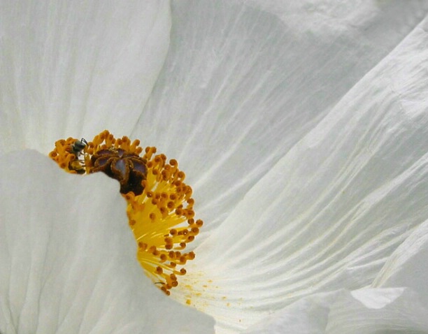 Pollen Curls