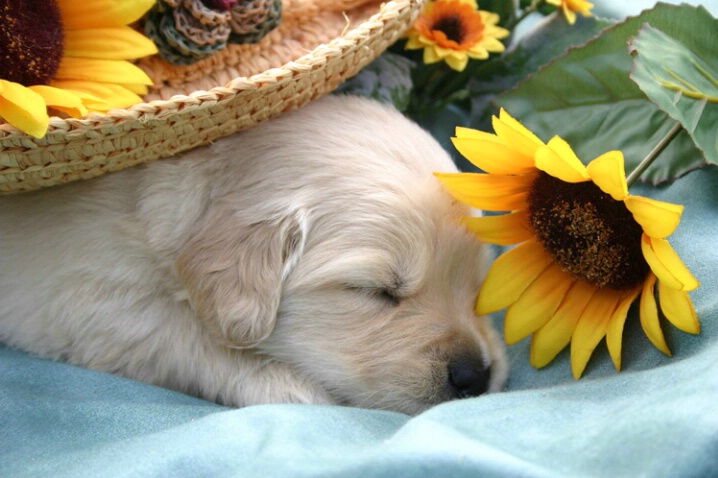Sweet Puppy Dreams