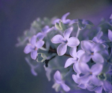 Lilacs