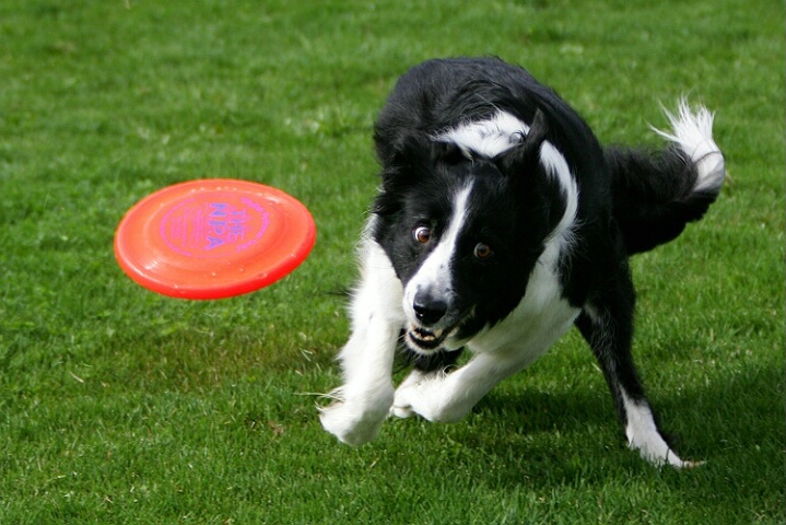 DiscDog