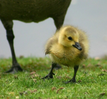 Under Her Wing