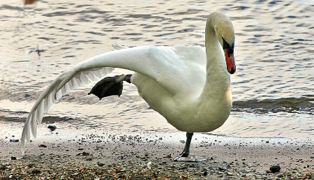Swan - YOGA