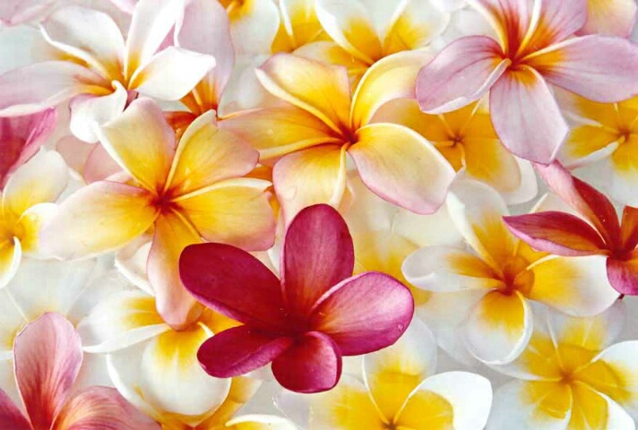 Frangipani