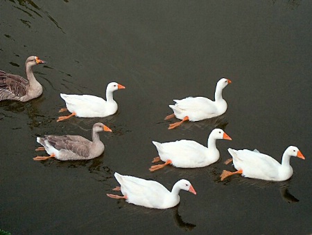 Synchronized swimming