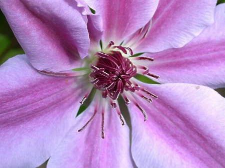 Clematis