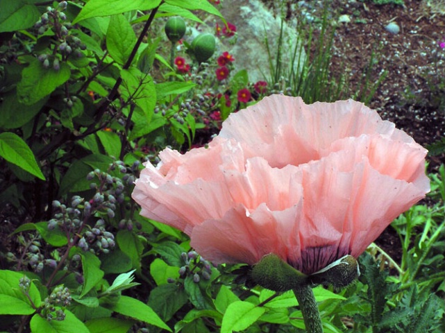 Icelandic Poppy off center and closer