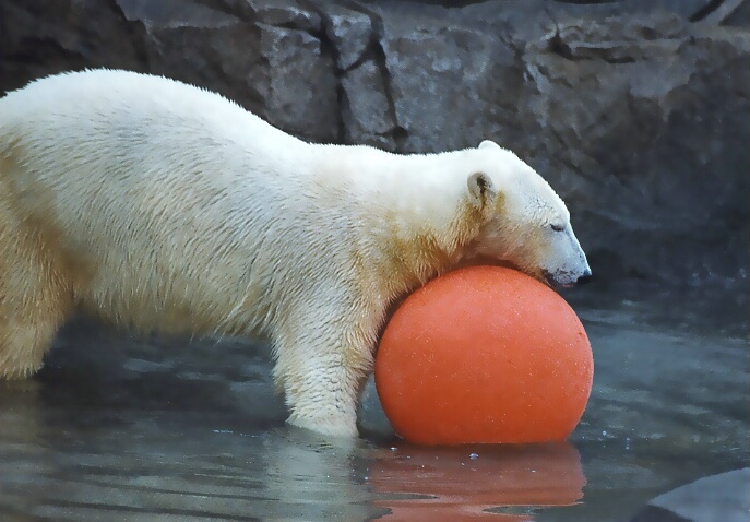 Yoga Bear