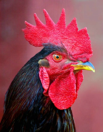 One Serious Rooster
