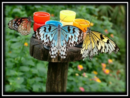 How Butterflies Really Get Their Colors